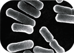 腸内細菌画像3