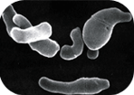 腸内細菌画像4