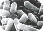 腸内細菌画像7