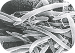 腸内細菌画像8